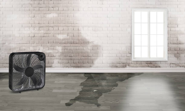 Best Local water damage restoration  in Riverbend, WA